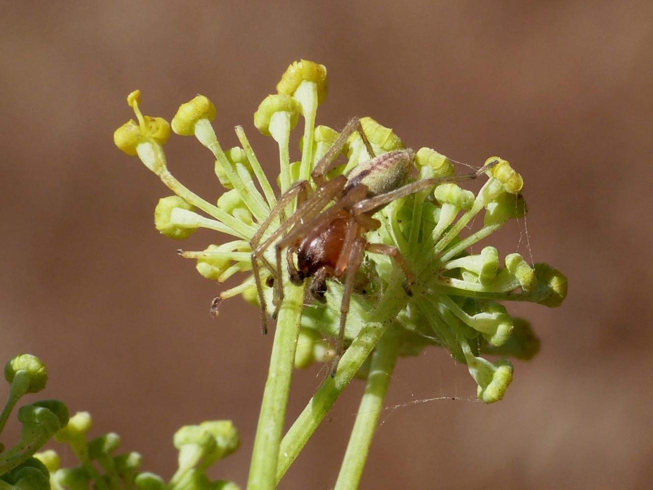 Clubionidae?   No, Cheiracanthiidae: Cheiracanthium sp. - Osilo (SS)